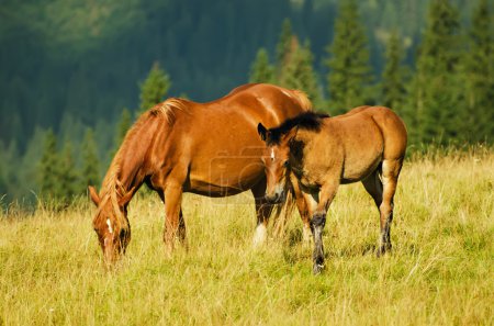 Bay horses grazes in the mountains