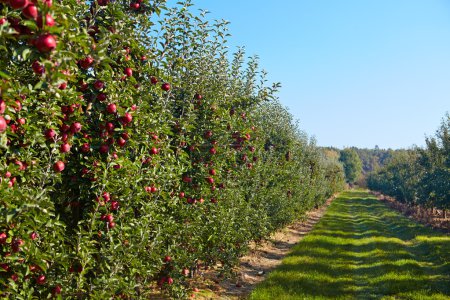 apples in the orchard