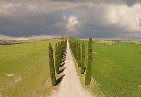 Tuscany cypresses from sky view