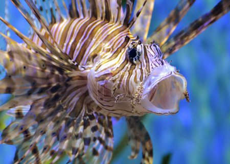 Lionfish or the Scorpionfish