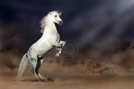 Horse in desert