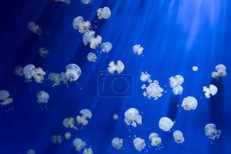 medusa jellyfish underwater diving photo egypt red sea