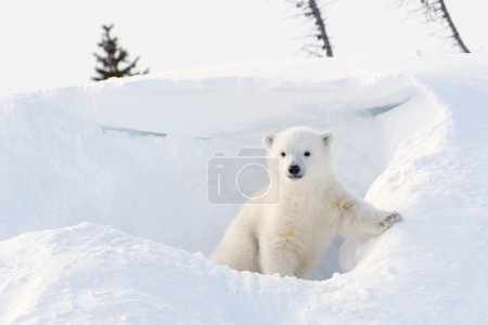Polar bear ( Ursus maritimus) cub