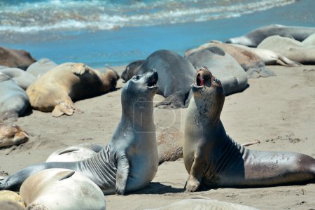 Seal in Big Sur