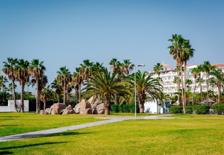Palm trees in the Costa Adeje resort