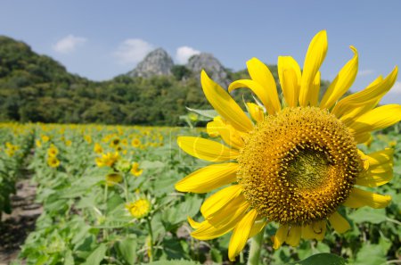 the Petals of Beautiful Sunflower