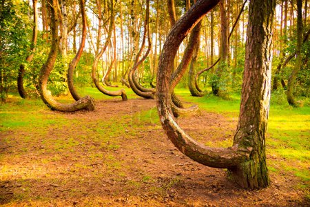 Curved forest reserve in Poland