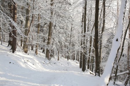 Trail through the winter woods
