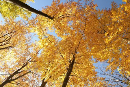 Autumn beech trees