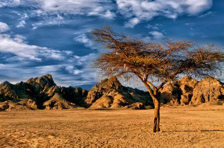 Acacia Trees, Mountains and Desert