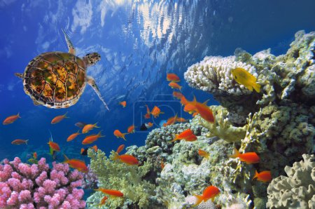 Hawksbill Sea Turtle on coral reef in the Red Sea
