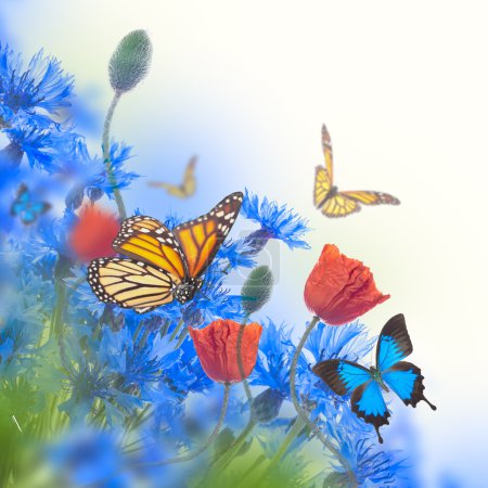 Poppies  and  cornflowers with butterflies