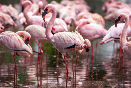 A flock of pink flamingos