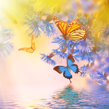 Blue cornflowers and butterflies