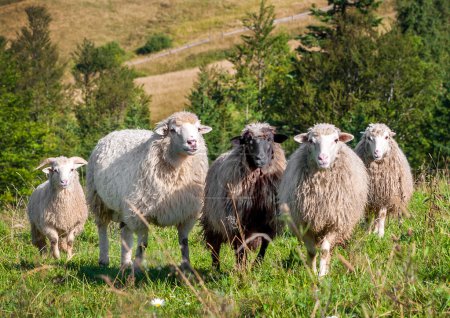 Flock of sheep grazing