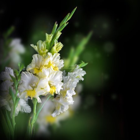 Fresh gladiolus flowers