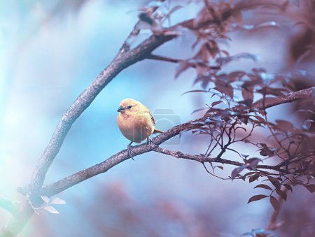 Yellow bird on a branch