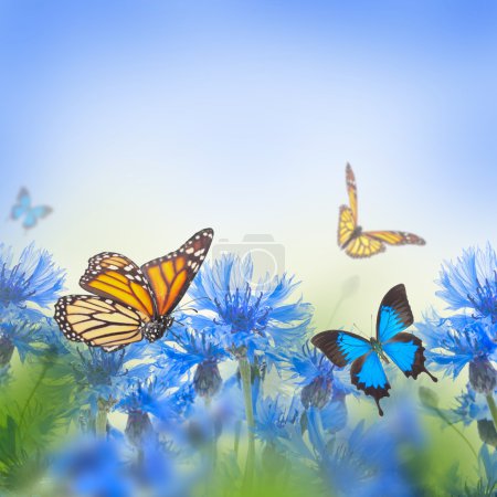 Cornflowers and butterflies
