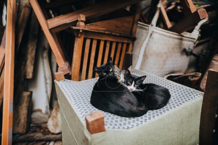 cats lying on chair in Istanbul