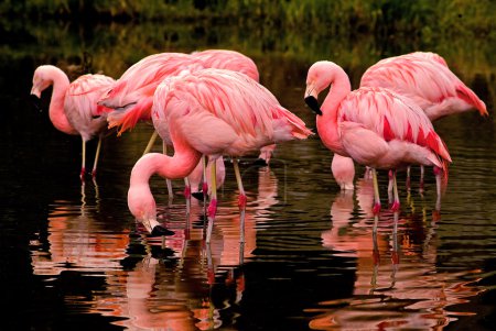 Chilean Flamingos Reflections