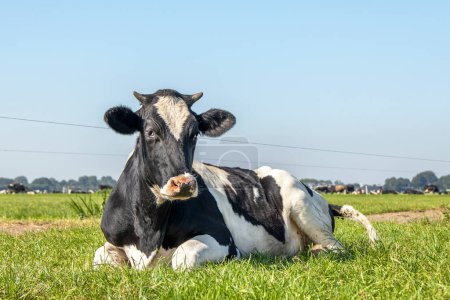 Black and white horned cow lying down happy in high grass, relaxing in the meadow, seen from the front under a blue sky.