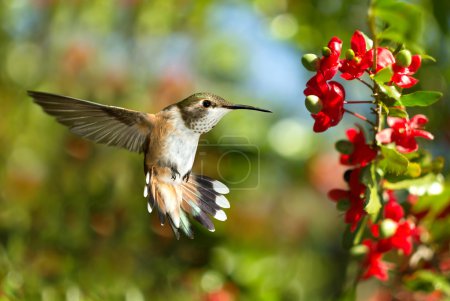 Hummingbird over green background 