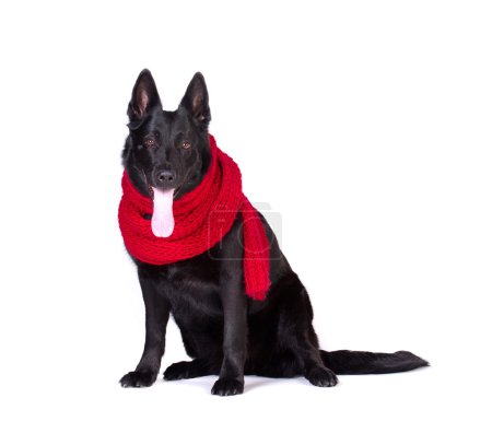 dog in red scarf