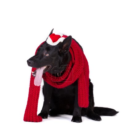 Black dog in santa  clothing