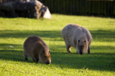 capybaras on green grass