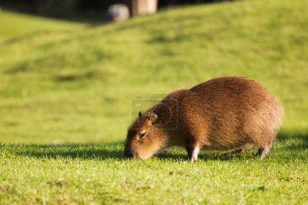furry capybara
