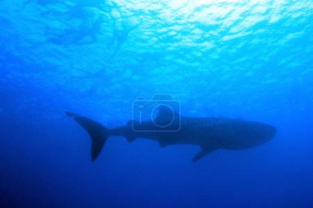 Whale Shark and Snorkelers