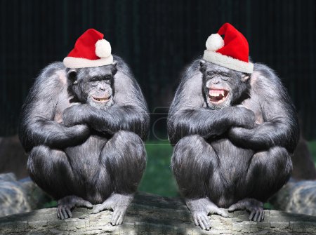 Two chimpanzees have a fun on christmas party