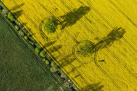 aerial view of yellow harvest fields 