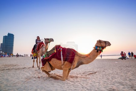 Camel ride on the beach at Dubai