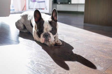 French bulldog in sunny living room