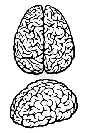Brain. Top and side views