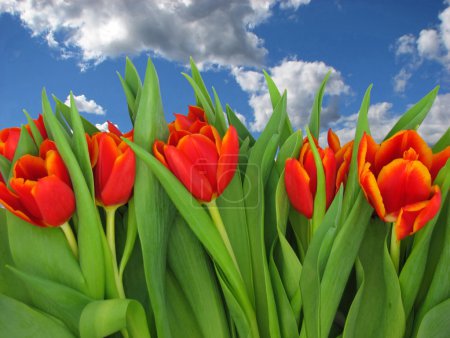 The tulips.