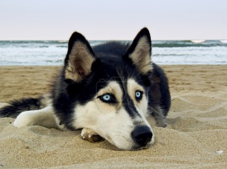Siberian Husky on the beach