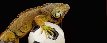Iguana in football concept
