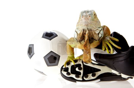 Iguana in football concept