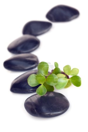 Massage Stones with Jade