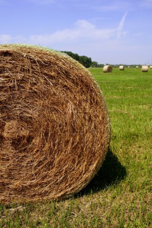 Golden Straw Hay Bales in american countryside