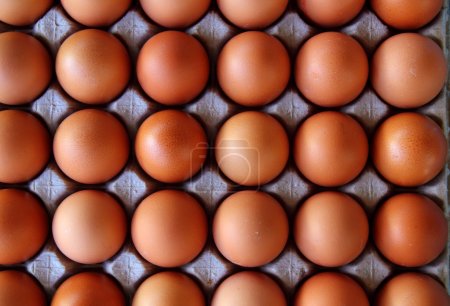 Eggs rows pattern box food background