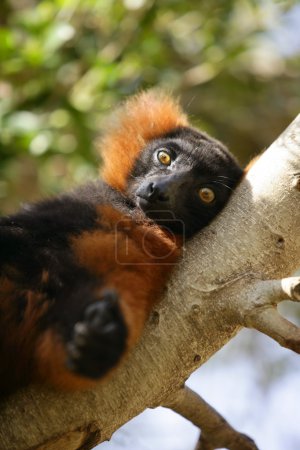 Brown lemur lied on a branch