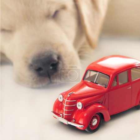 Car insurance concept. Little golden retriever puppy sleeping ne