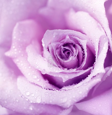 Purple wet rose background