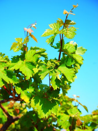Closeup on grape leaves