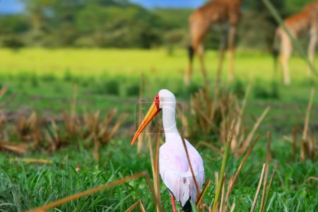 Yellow billed stork