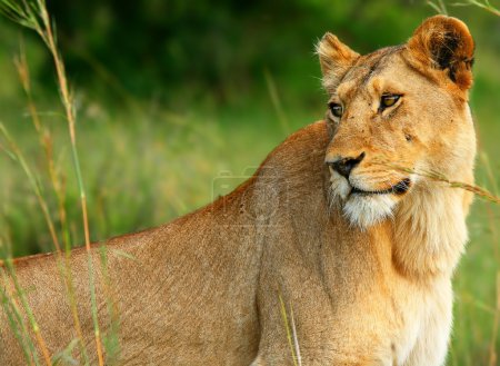 Beautiful wild africam lioness
