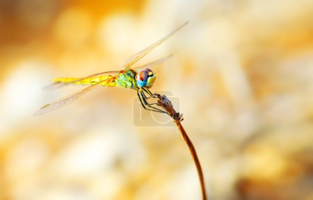 Closeup portrait of dragonfly